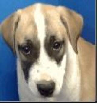 Rescue Mixed Breed Dogs for Adoption in Carrollton, Texas - Evie | PetCurious