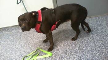 Pit Bull Terrier Dogs Available for Adoption - A1260417 | PetCurious