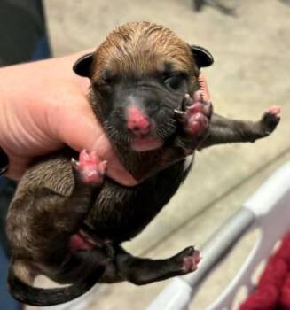 Atlanta -  Blue Lacy and Mixed Breed Dog for Adoption in Lampasas, Texas - Atlanta | PetCurious
