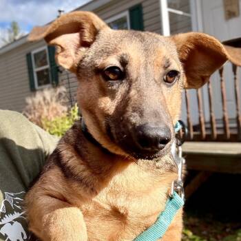 Rescue Mixed Breed Dogs for Adoption in Otisfield, Maine - Jafar | PetCurious