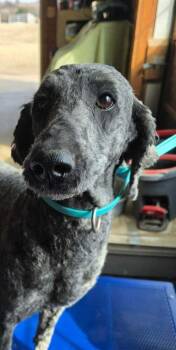 Shakira -  Goldendoodle Dog Available for Adoption in Mauston, Wisconsin - Shakira | PetCurious