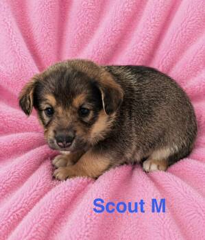 Australian Shepherd and Norwegian Elkhound Dogs Available for Adoption in Semmes, Alabama - Scout | PetCurious