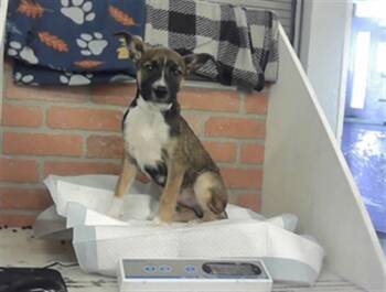 A2090590 -  German Shepherd Dog and American Staffordshire Terrier Dog for Adoption in Houston, Texas - A2090590 | PetCurious