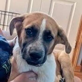 Dozer -  Shepherd Dog for Adoption in Elyria, Ohio - Dozer | PetCurious