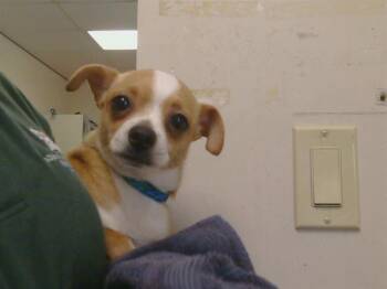 EDWINA -  Chihuahua and Mixed Breed Dog for Adoption in Sacramento, California - EDWINA | PetCurious