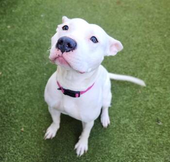 Pit Bull Terrier Dogs Available for Adoption in Minneapolis, Minnesota - BUNNY | PetCurious