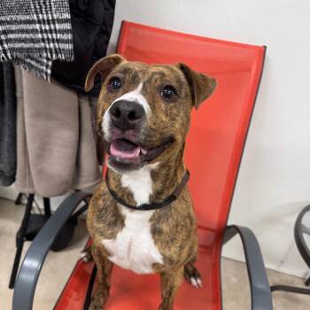 Pit Bull Terrier and German Shepherd Dog Dogs Available for Adoption - Roman | PetCurious