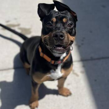 Sterling -  Mixed Breed Dog for Adoption in Janesville, Wisconsin - Sterling | PetCurious