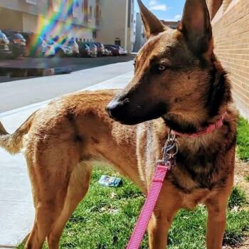 Roxy -  Belgian Shepherd Malinois and German Shepherd Dog Dog for Adoption in Penfield, New York - Roxy | PetCurious