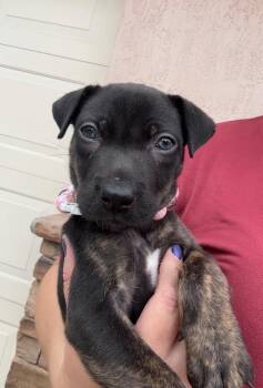 Flare -  Pit Bull Terrier and German Shepherd Dog Dog for Adoption in Sunrise, Florida - Flare | PetCurious