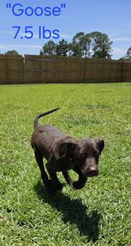 Goose -  German Shorthaired Pointer Dog for Adoption in Stephens City, Virginia - Goose | PetCurious