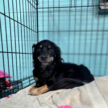 Boots -  Chihuahua Dog for Adoption in Port Charlotte, Florida - Boots | PetCurious