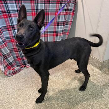 Aries -  German Shepherd Dog Dog for Adoption in San Gabriel, California - Aries | PetCurious