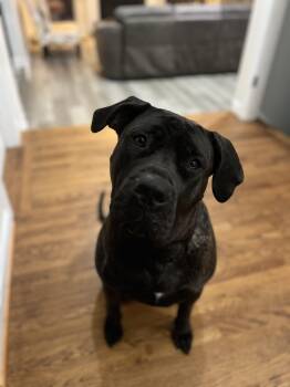 Rescue Presa Canario Dogs for Adoption in Reading, Pennsylvania - Star | PetCurious