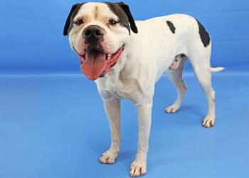 American Bulldog and Mixed Breed Dogs Available for Adoption in Colorado Springs, Colorado - OREO | PetCurious