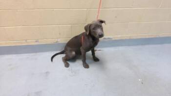 EDWARD -  Pit Bull Terrier Dog for Adoption in Tulsa, Oklahoma - EDWARD | PetCurious