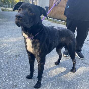Zeus -  Mixed Breed Dog for Adoption in Spruce Pine, North Carolina - Zeus | PetCurious
