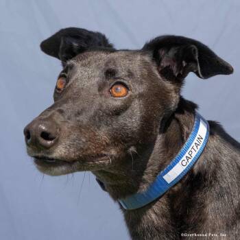 Captain -  Greyhound Dog for Adoption in Woodinville, Washington - Captain | PetCurious