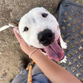Mixed Breed Dogs Available for Adoption in Spokane, Washington - Cano | PetCurious