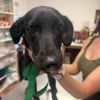 Shauna Jackson (Chestnut) -  Labrador Retriever Dog for Adoption in Fort Smith, Arkansas - Shauna Jackson (Chestnut) | PetCurious