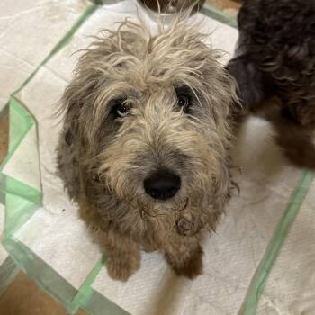 Sheep Dog and Poodle Dogs Available for Adoption in San Saba, Texas - Hippo | PetCurious