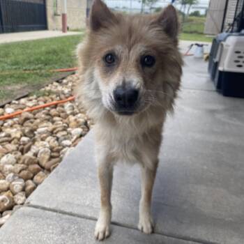 Rescue Shiba Inu Dogs for Adoption in San Antonio, Texas - Reba | PetCurious