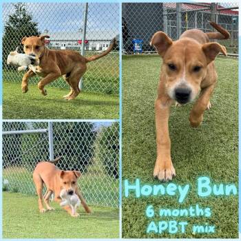 Rescue Pit Bull Terrier Dogs for Adoption in Franklin, Indiana - Honey Bun | PetCurious