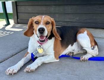 Beagle Dogs Available for Adoption in Downers Grove, Illinois - Pretzel | PetCurious