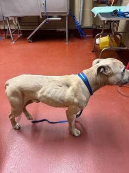 Mixed Breed Dogs Available for Adoption - Goldberg | PetCurious