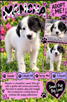 Mancha -  Terrier Dog for Adoption in San Tan Valley, Arizona - Mancha | PetCurious