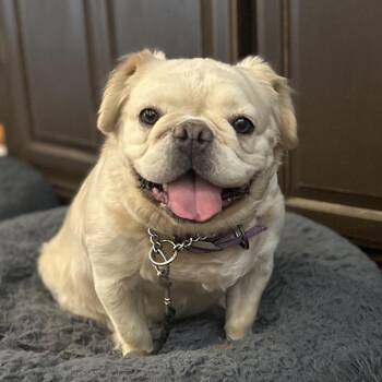 Daisy -  French Bulldog Dog for Adoption in San Mateo, California - Daisy | PetCurious