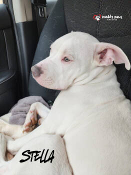 Rescue Pit Bull Terrier Dogs for Adoption in Council Bluffs, Iowa - Stella | PetCurious