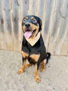Mack -  Rottweiler and Mixed Breed Dog for Adoption in Muskegon, Michigan - Mack | PetCurious