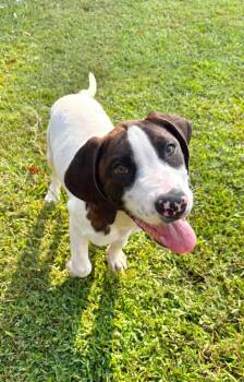 Harlan -  Mixed Breed Dog for Adoption in Taycheedah, Wisconsin - Harlan | PetCurious