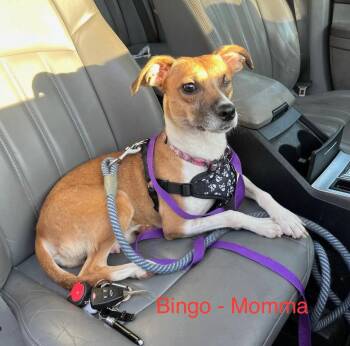 Chess -  Terrier Dog for Adoption in Hillside, Illinois - Chess | PetCurious