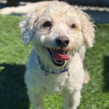 Dodger A2292099 -  Maltese and Poodle Dog for Adoption in Los Angeles, California - Dodger A2292099 | PetCurious
