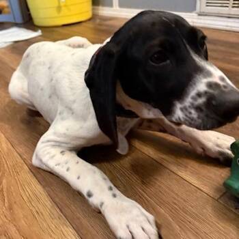 Shaggy -  German Shorthaired Pointer Dog for Adoption in Normal, Illinois - Shaggy | PetCurious