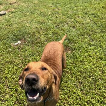 Dante -  Labrador Retriever Dog for Adoption in San Antonio, Texas - Dante | PetCurious