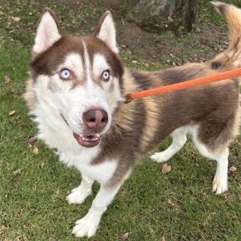 BLUE -  Siberian Husky Dog for Adoption in Ontario, California - BLUE | PetCurious