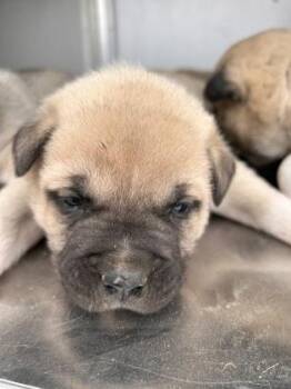 Pit Bull Terrier and Mixed Breed Dogs Available for Adoption - Atlas | PetCurious