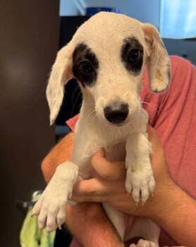 Dolly -  Australian Cattle Dog Blue Heeler and Mixed Breed Dog for Adoption in Bowling Green, Kentucky - Dolly | PetCurious