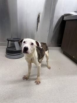 ALFIE -  Pit Bull Terrier Dog for Adoption in Fairbanks, Alaska - ALFIE | PetCurious