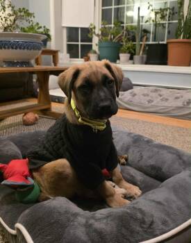 Labrador Retriever Dogs Available for Adoption - Joey | PetCurious