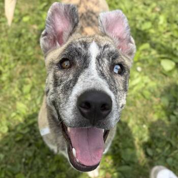 Royce -  Mixed Breed Dog for Adoption in Jefferson, Wisconsin - Royce | PetCurious