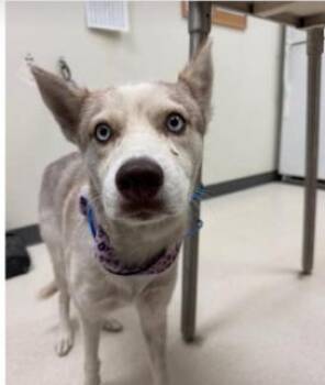 Kira (CP) -  Husky Dog for Adoption in Dallas, Texas - Kira (CP) | PetCurious