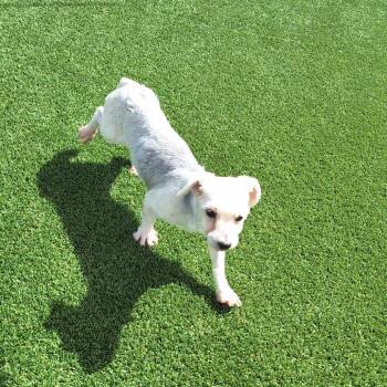 Stella 5476 -  Yorkshire Terrier and Maltese Dog for Adoption in Loxahatchee Groves, Florida - Stella 5476 | PetCurious