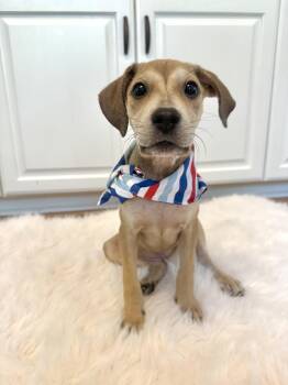 Rescue Hound Dogs for Adoption in Charleston, South Carolina - Arabella | PetCurious
