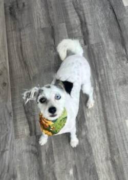 Rescue Jack Russell Terrier Dogs for Adoption in Decatur, Indiana - Laverne | PetCurious