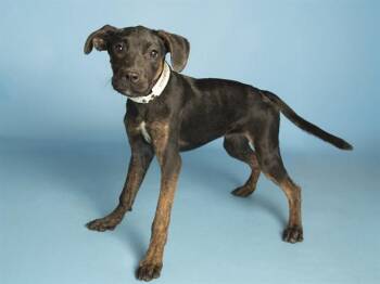 PEACH -  Boxer and Mixed Breed Dog for Adoption in Phoenix, Arizona - PEACH | PetCurious