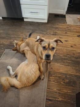 Kiva -  Mixed Breed Dog for Adoption in Chamblee, Georgia - Kiva | PetCurious